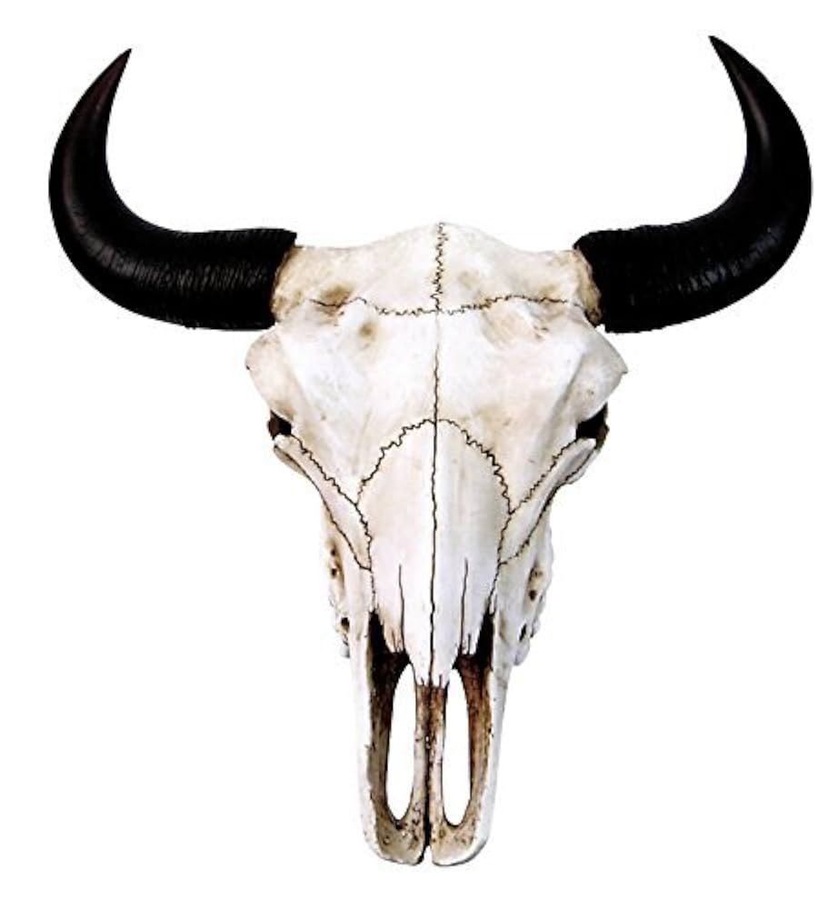 Crâne de bison