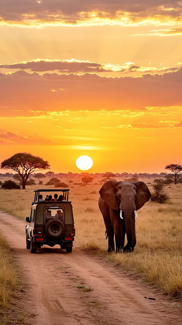 Afrique 